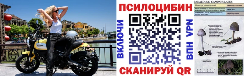 Псилоцибиновые грибы мицелий  Купить закладки  Сергач 